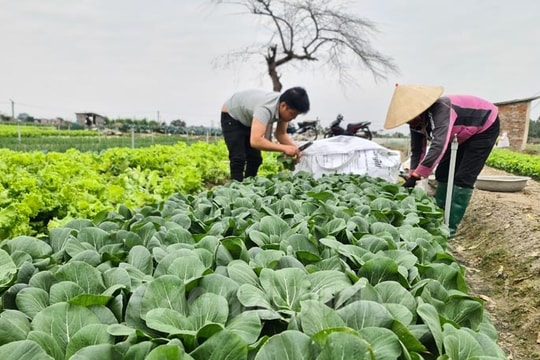 Giá trị sản xuất cây vụ đông tăng thêm 6,4 triệu đồng/ha